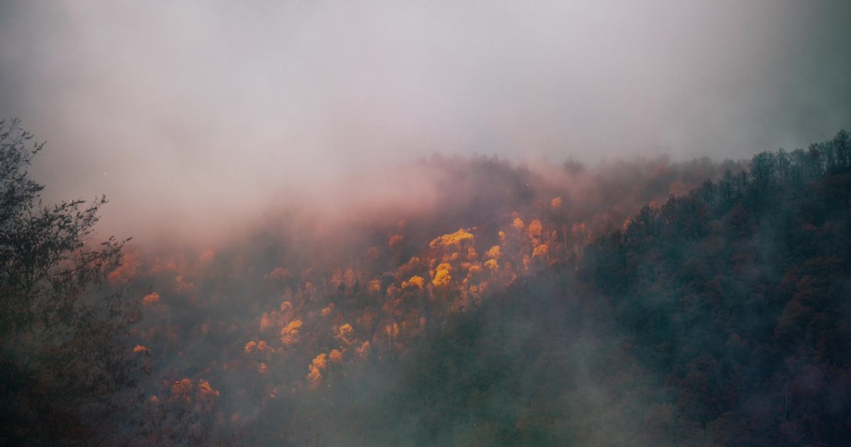 Deep Autumn Forest Still Background