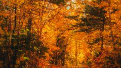 Autumn Vibes 1 Still