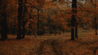 Autumn Vibes 2 Alt Still