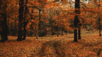 Autumn Vibes 2 Still