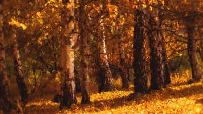 Autumn Vibes 6 Still