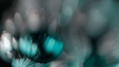 Christmas Ornamental 12 Still