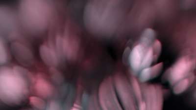 Christmas Ornamental 15 Still