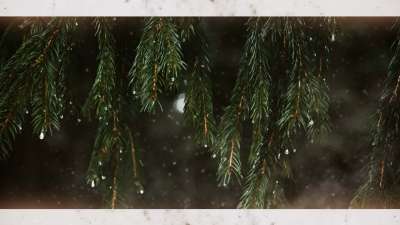 Evergreen 2 Alt Still