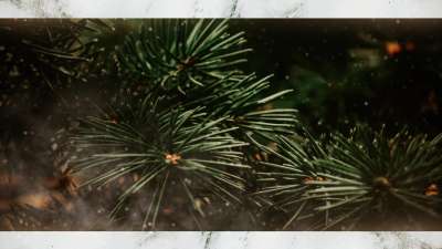 Evergreen 5 Alt Still