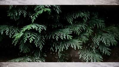 Evergreen 6 Alt Still