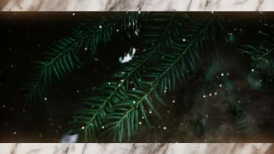 Evergreen 7 Alt Still