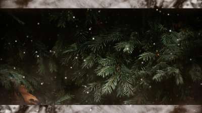 Evergreen 8 Alt Still