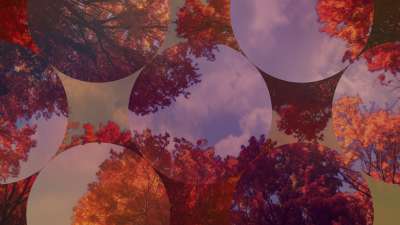 Fall Trees 10 Remix Still