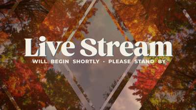 Fall Trees Live Stream Still