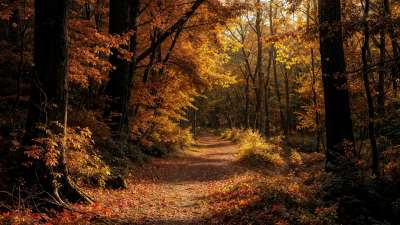 Forest Fall 10 Still