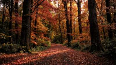 Forest Fall 13 Still