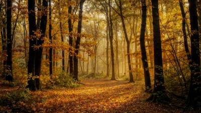 Forest Fall 14 Still