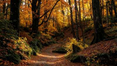 Forest Fall 16 Still