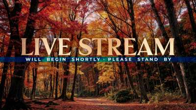 Forest Fall Live Stream Still