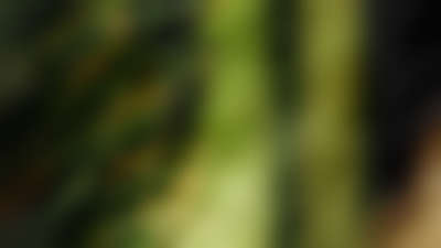 Q1 Announcements Big Game Blur Still