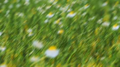 Springtime Bloom 1 Still