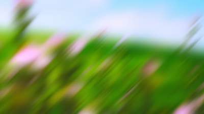 Springtime Bloom 13 Still