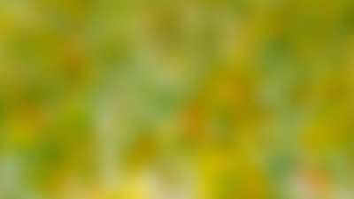 Springtime Bloom 18 Still