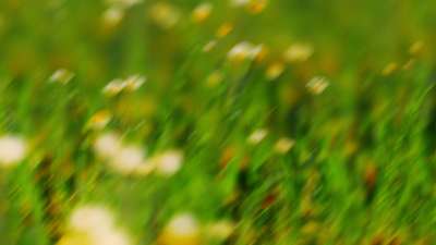 Springtime Bloom 2 Still