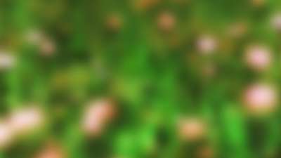 Springtime Bloom 20 Still