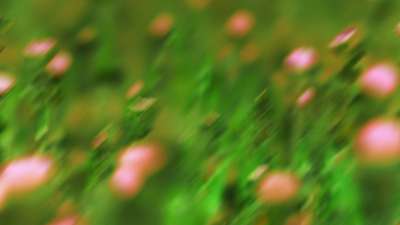 Springtime Bloom 3 Still