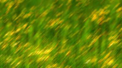 Springtime Bloom 4 Still