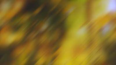 Springtime Bloom 6 Still