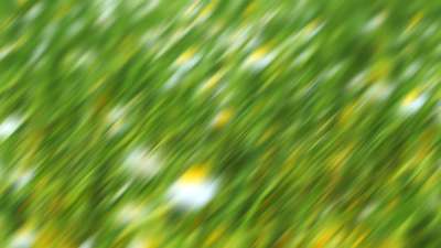 Springtime Bloom 7 Still