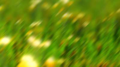 Springtime Bloom 8 Still