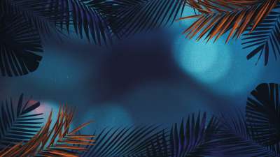 Vibrant Palms 3 Still