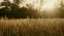 Autumn Meadow 05 Still