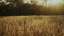 Autumn Meadow 16 Still