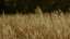 Autumn Meadow 17 Still