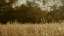 Autumn Meadow 20 Still